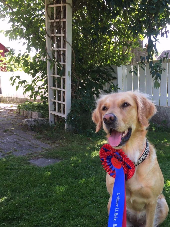 Så blev Senta 1 Vinner i begynder Klasse rallylydighed 
 Senta/ Pippi bor i Drøbak som ligger lige ud til Oslofjorden hun er fra vores 2015 kuld